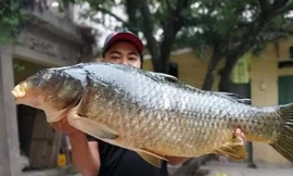 Bắt được con cá chép 20kg, sang tay ngay chục triệu đồng