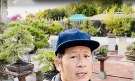 Khu vườn trồng bon sai rộng 2.000m2 có cây cao nhất thành phố ở Mỹ của Bằng Kiều