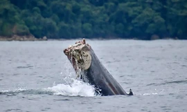 Sốc với cảnh cá voi cụt gần nửa người bơi xuyên đại dương