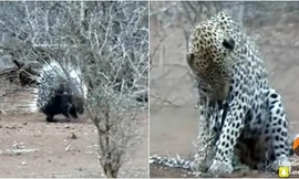 VIDEO: Báo hoa mai nhận 'cái kết đắng' khi tấn công nhím