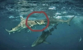 Bức ảnh cá mập vây đen ngoạm nhầm đầu đồng loại vì quá đói gây 'sốt'