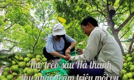Thợ trèo sấu Hà thành thu nhập trăm triệu mỗi vụ