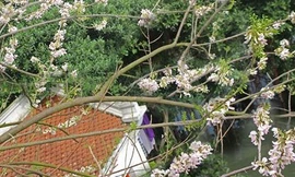 Ngỡ ngàng vẻ thơ mộng của ngôi đền ở hồ Trúc Bạch được hoa đỗ mai bao trùm 