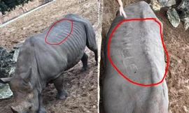 Phẫn nộ với hình ảnh tê giác bị du khách dùng móng tay khắc tên lên lưng