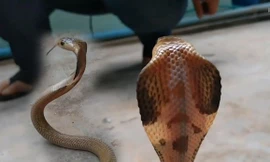 VIDEO: Thót tim cảnh rắn hổ mang giận dữ tấn công người