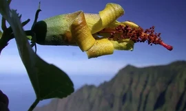 Hình ảnh loài hoa được cho là tuyệt chủng mới được tìm thấy ở Hawaii. 