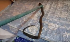 Người đàn ông hãi hùng khi phát hiện nằm trên một con rắn hổ mang chúa cả đêm