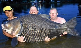 John Harvey (giữa) chụp cùng con cá hô. Ảnh: Mirror. 