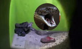 VIDEO: Kinh hãi phát hiện con rắn hung dữ gần 2 mét trong giày 