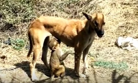 VIDEO: Xúc động với cảnh chó mẹ cho khỉ con mồ côi bú sữa 