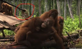 Biểu cảm sợ 'khiếp vía' của các chú đười ươi khi nhìn thấy rắn gây sốt