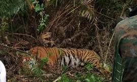 Dân làng Ấn Độ hoảng hốt vì hổ xuất hiện