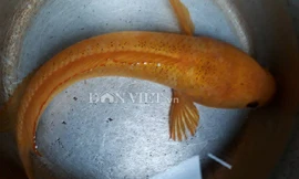 'Độc' chưa từng thấy: Câu được cá lóc vàng ở ao hoang, cả làng đến xem