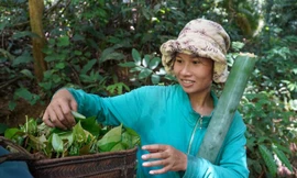 Đổ xô lên núi hái lá bép