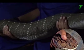 Kinh hoàng phát hiện rắn hổ mang chúa dài 5 mét cần tới 6 người khiêng trong nhà