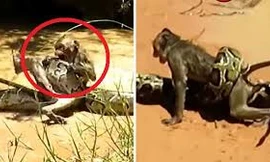 Hai bé trai hiệp lực giải cứu khỉ con khỏi con trăn khổng lồ