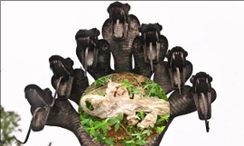 Phát hiện da rắn thần 7 đầu tại đền thiêng Ấn Độ