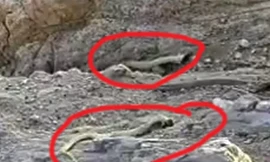 VIDEO: Bất ngờ cảnh rắn bị bắn đứt nửa thân vẫn bò nhanh như bình thường