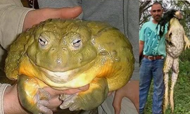 Hoảng hốt với loài ếch nặng gần chục cân và dài gần mét
