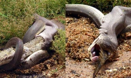 Phát 'sốc' xem cảnh trăn khổng lồ nuốt chửng cá sấu nước ngọt