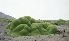 Điểm danh những thực thể sống lâu đời nhất hành tinh