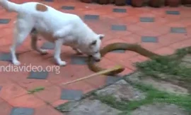 Thót tim xem chó nhà tử chiến với rắn hổ mang trâu lớn