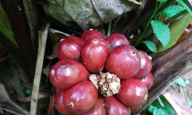 Loài cây quý ra quả đỏ, thơm dưới gốc, mỗi vụ thu cả trăm tấn