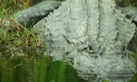 Người dân hoảng loạn khi cá sấu lớn nhất từng bị bắt ở Mỹ sổng chuồng sau bão lũ