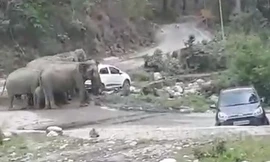 VIDEO: Sửng sốt cảnh đàn voi tức giận đẩy nhiều xe ô tô khỏi lề đường