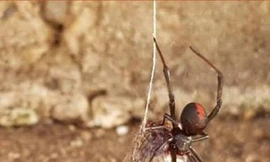Sợ hãi với cảnh nhện lưng đỏ giết chết rắn nâu phương đông độc nhất nhì thế giới