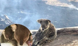 Xúc động gấu túi mẹ dùng thân mình bảo vệ con giữa đám cháy rừng