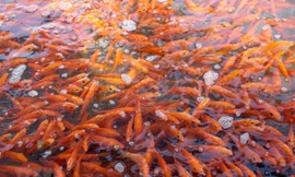 Người dân làng Thủy Trầm, xã Tuy Lộc, huyện Cẩm Khê, Phú Thọ thu hoạch cá chép đỏ để bán vào dịp 23 tháng Chạp. (Ảnh: TTXVN) 