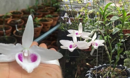 Người chơi lan đột biến tiết lộ sự thật khó tin về các thương vụ mua - bán gần 'trăm tỉ'