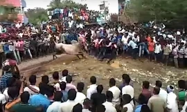 Video: Thót tim với cảnh bò đực điên cuồng tấn công hàng trăm người