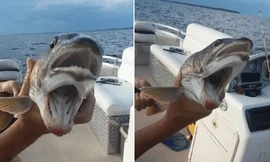 Nữ cần thủ Mỹ câu được cá 2 miệng vô cùng quái dị