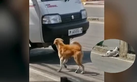 Rơi nước mắt cảnh chó mẹ điên cuồng chặn đầu xe để tìm người giúp đỡ con