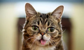 Thông tin ít biết về chú mèo nổi tiếng nhất thế giới vừa qua đời