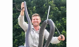 Video: 'Hãi hùng' với cảnh tay không bắt rắn kịch độc dài hơn 2 mét