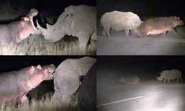 Hà mã chạy thục mạng sau khi 'trêu ghẹo' tê giác không thành