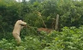 Giải cứu báo hoang kẹt trong hàng rào dây thép gai