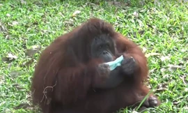 Sở thú Thái Lan phát khẩu trang cho đười ươi và tinh tinh để tránh khói bụi 