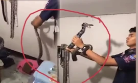 Kinh hãi phát hiện rắn dữ trong tủ quần áo