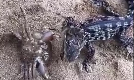 VIDEO: Kết quả bất ngờ của màn giao chiến giữa cua lớn và cá sấu