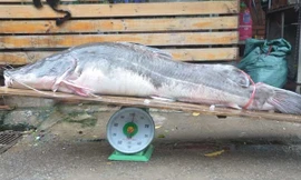 Hà Nội xuất hiện cá lăng cân nặng tới 100kg