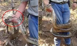 Trăn 'khủng' bị tóm đầu vẫn tung chiêu độc, suýt siết chết thợ bắt trăn