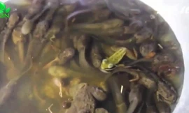 Nòng nọc - 'đặc sản' bổ dưỡng chỉ đãi khách quý của dân xứ Quảng