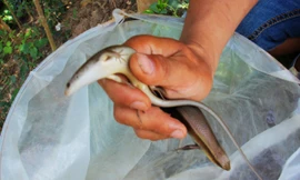 Dùng trứng kiến câu rắn mối mùa lũ ở Đồng Tháp Mười