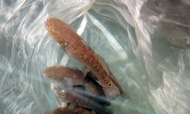 Nuôi đặc sản cá bống bớp thu lãi hàng trăm triệu mỗi năm