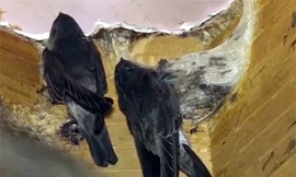 Dụ chim yến vào nhà kiếm 20 triệu đồng mỗi tháng