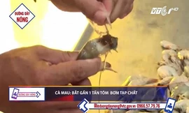 Bắt gần 1 tấn tôm bơm tạp chất trên đường tiêu thụ